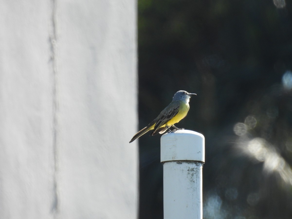 Tropical Kingbird - ML645364453