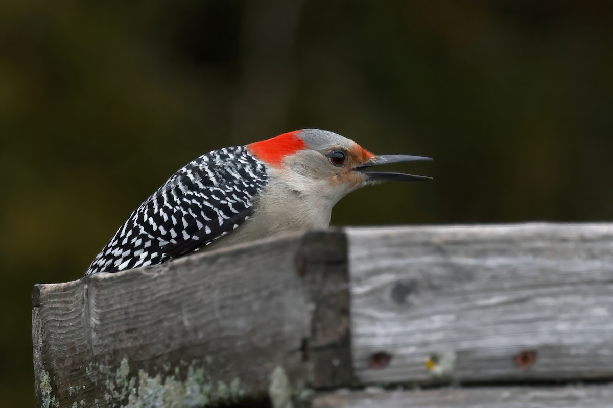 lundspett - ML645364457