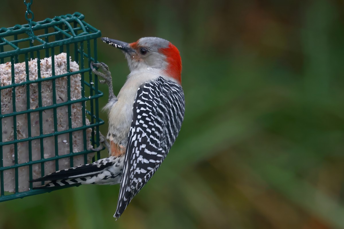 lundspett - ML645364460