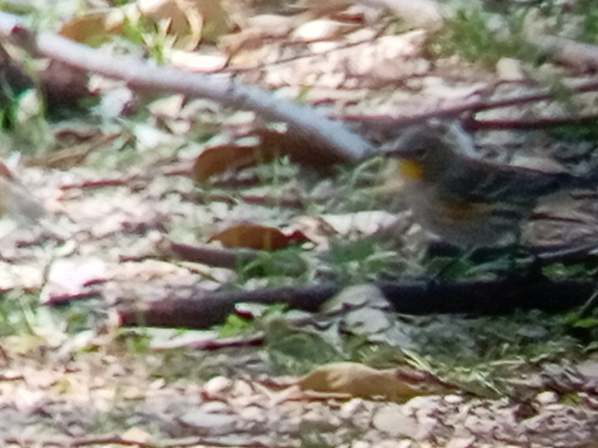 Yellow-rumped Warbler (Audubon's) - ML645364462