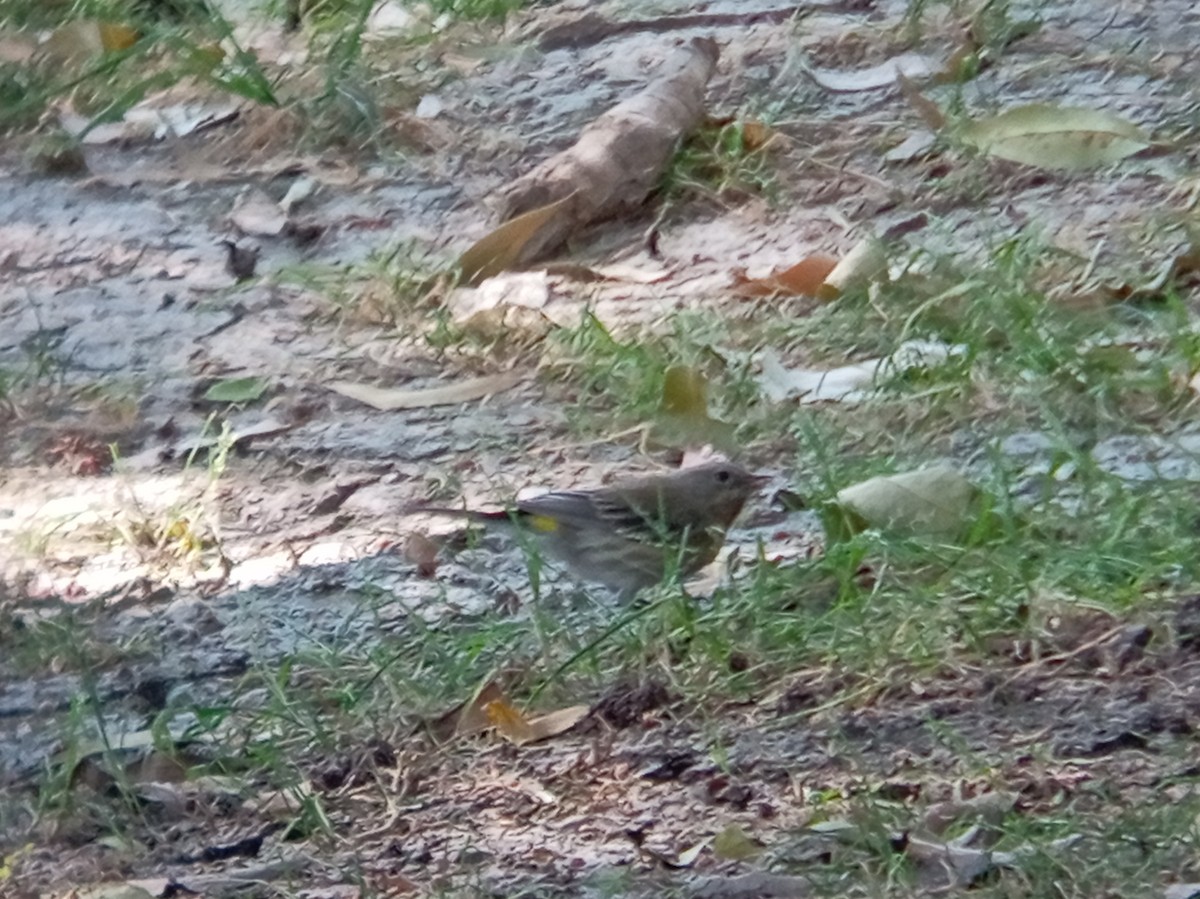 Yellow-rumped Warbler (Audubon's) - ML645364463