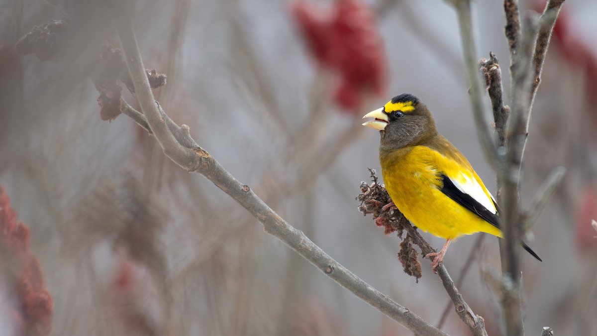 Evening Grosbeak - ML645364464