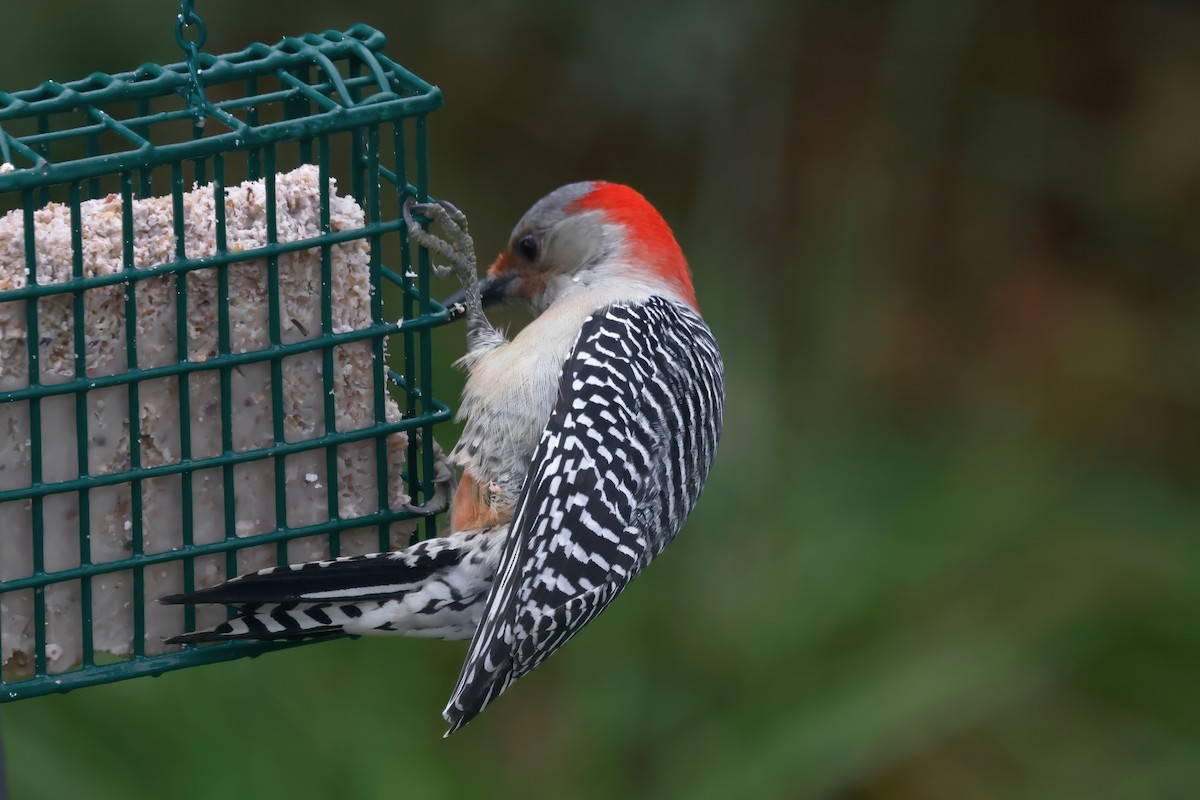 lundspett - ML645364465