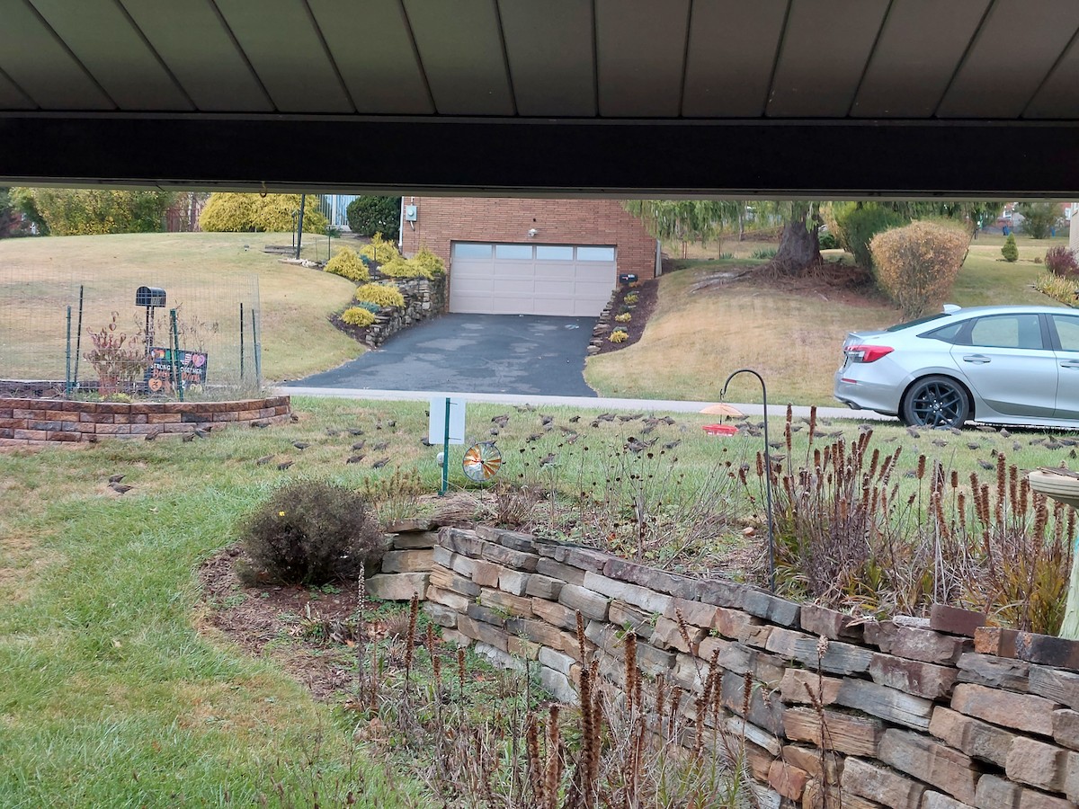 Шпак звичайний - ML645364468