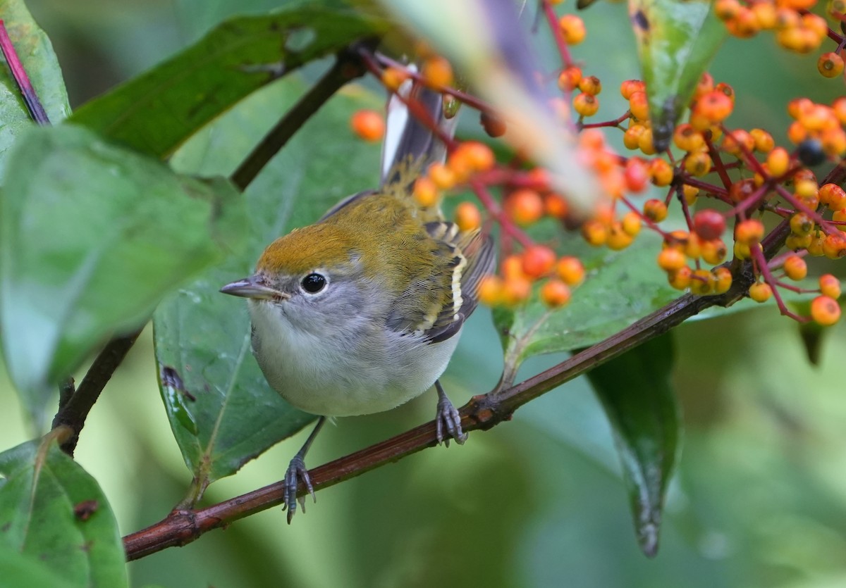 lesňáček rezavoboký - ML645364472