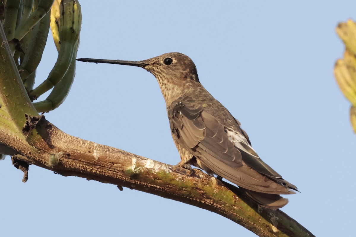 Giant Hummingbird - ML645364474