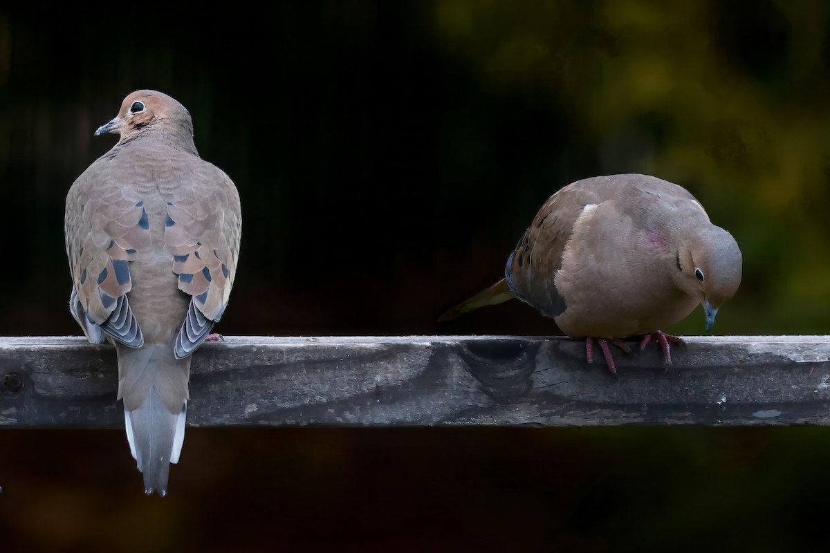 Mourning Dove - ML645364475
