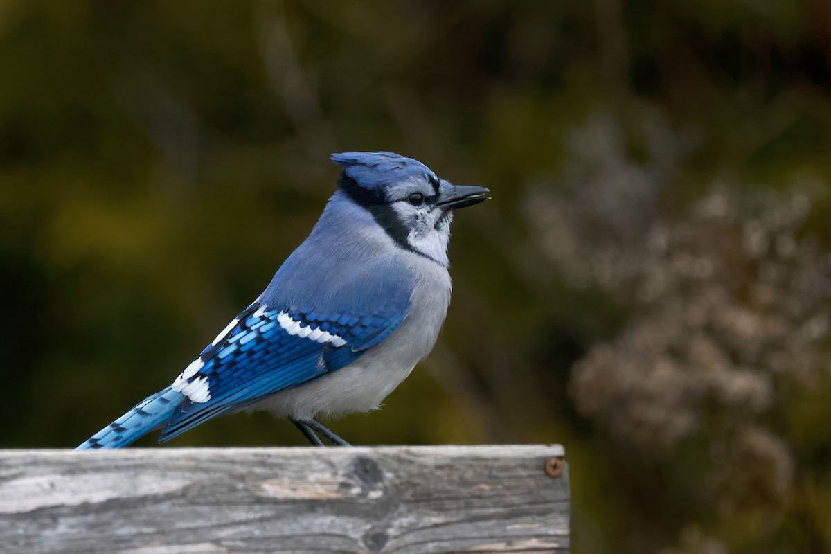 blåskrike - ML645364482