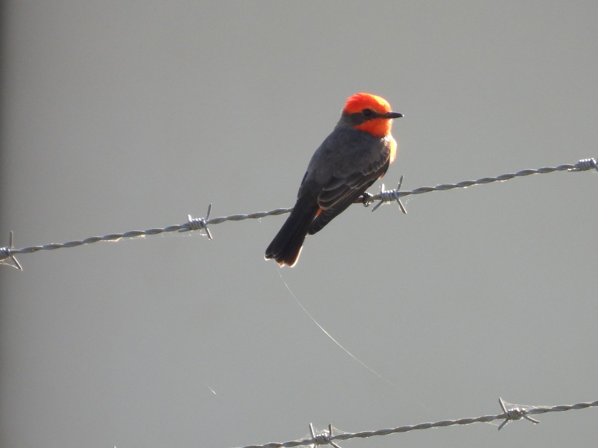 Vermilion Flycatcher - ML645364483