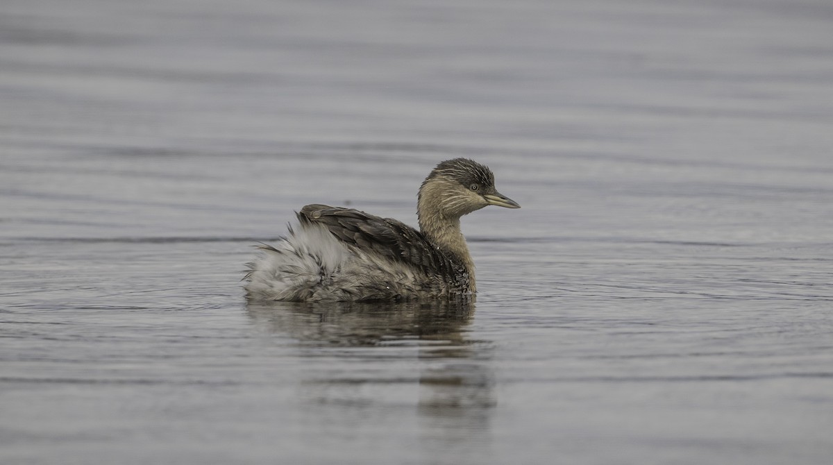 Grèbe argenté - ML645364494