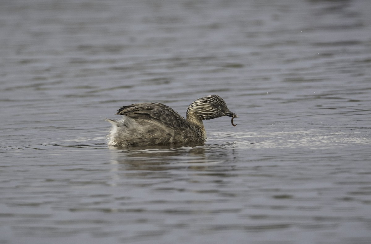 Grèbe argenté - ML645364497
