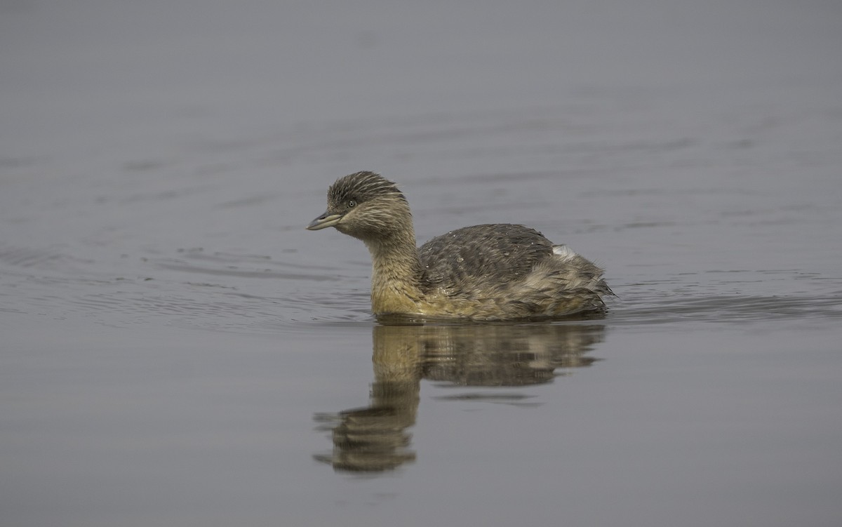 Grèbe argenté - ML645364498