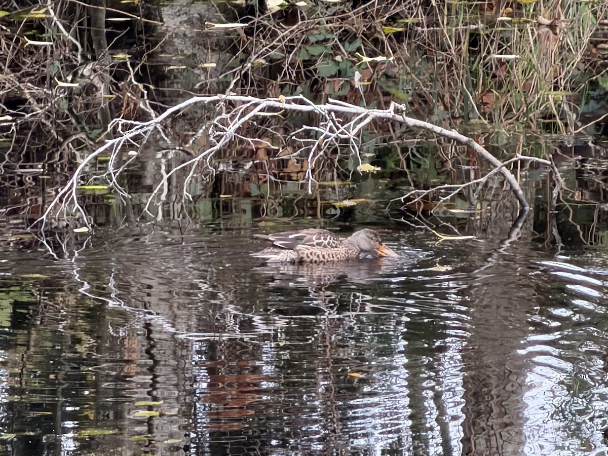 琵嘴鴨 - ML645364502