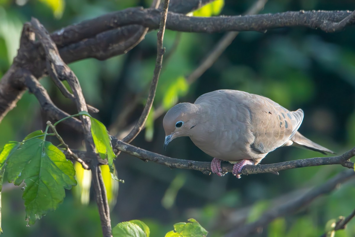 Mourning Dove - ML645364503