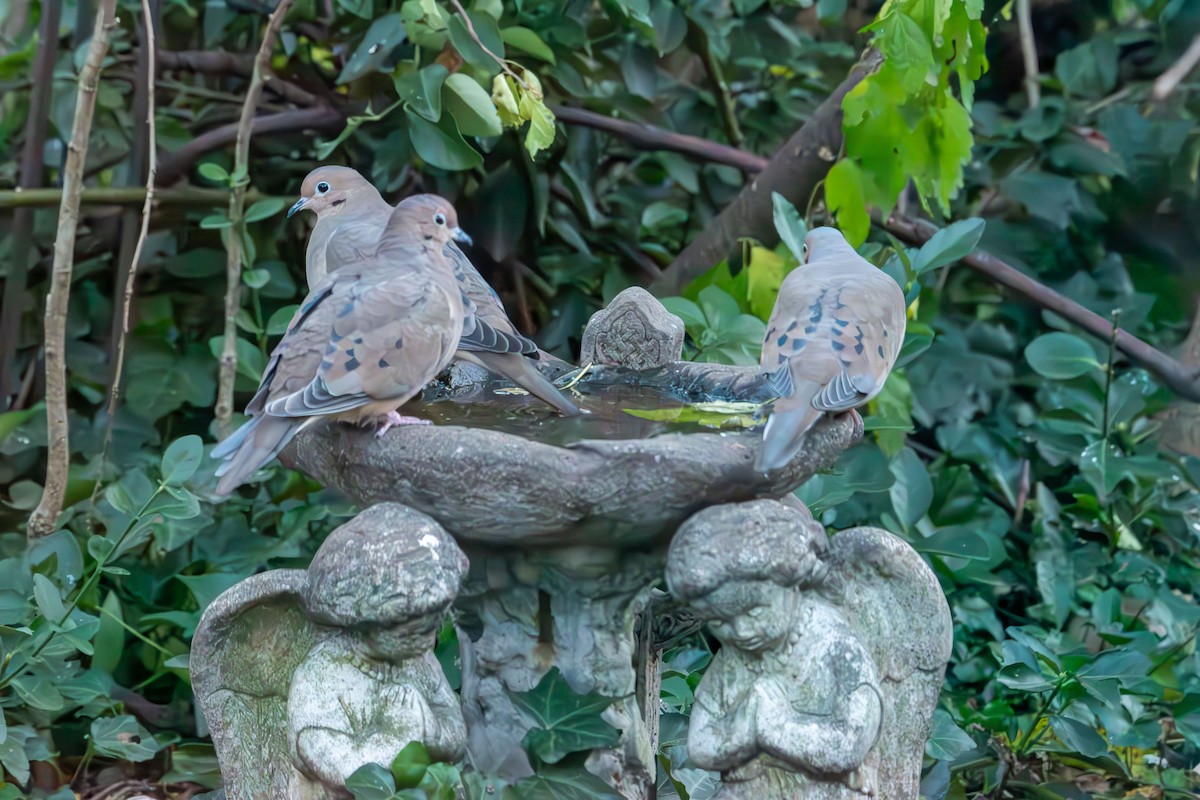 Mourning Dove - ML645364508