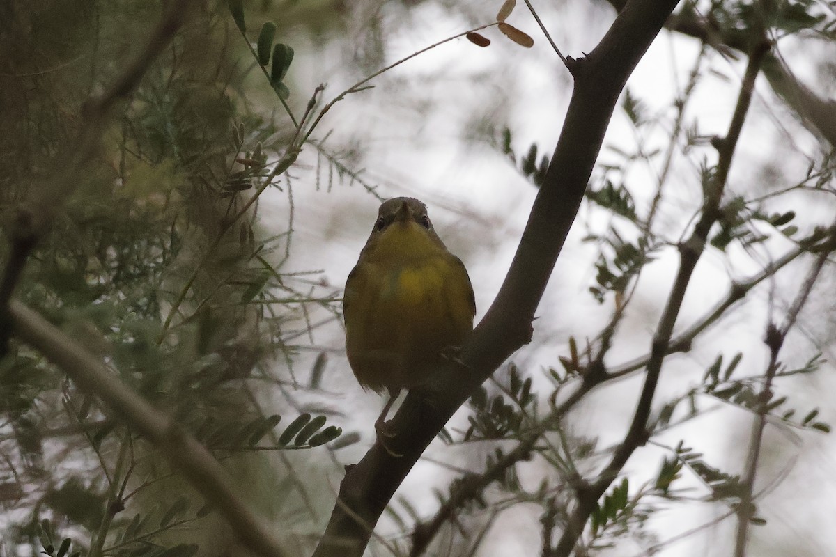 Magnolia Warbler - ML645364513