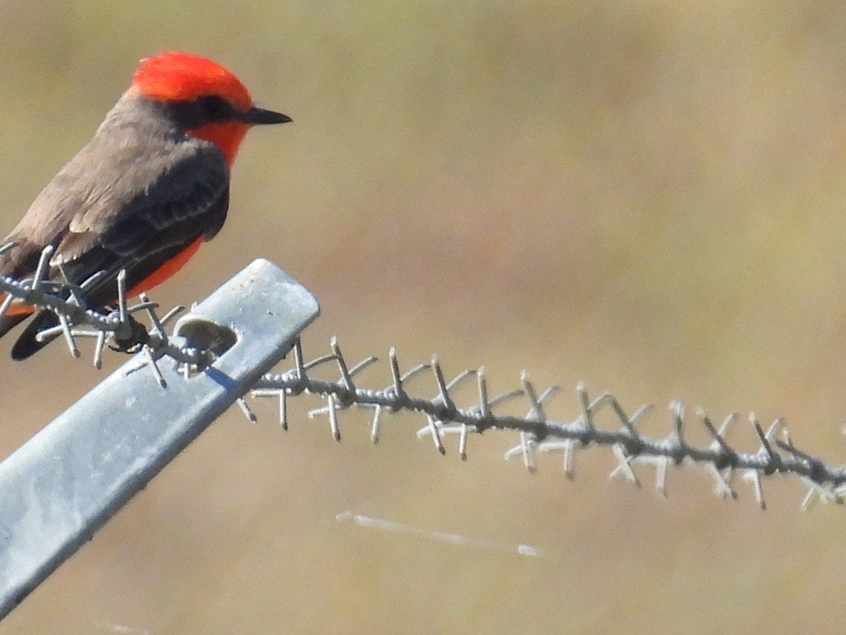 Vermilion Flycatcher - ML645364532
