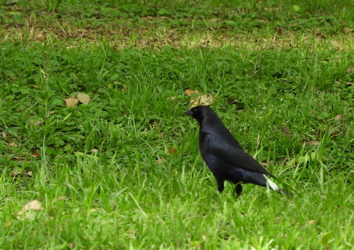 テリバネコウウチョウ - ML645364543