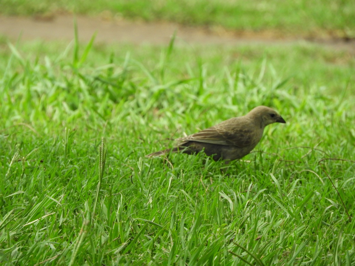 テリバネコウウチョウ - ML645364545