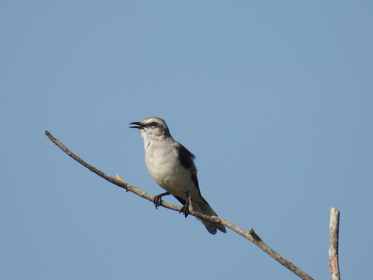 Tropikal Taklitçi - ML645364556
