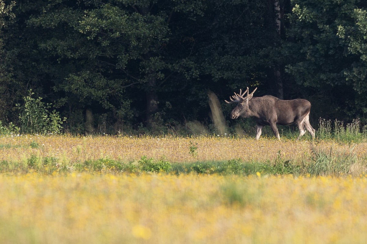 European Elk - ML645364561