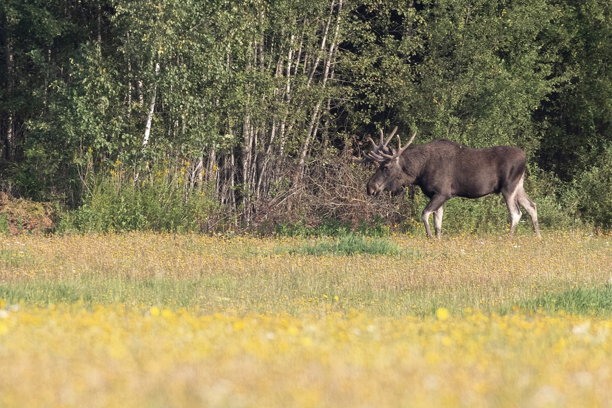 European Elk - ML645364562