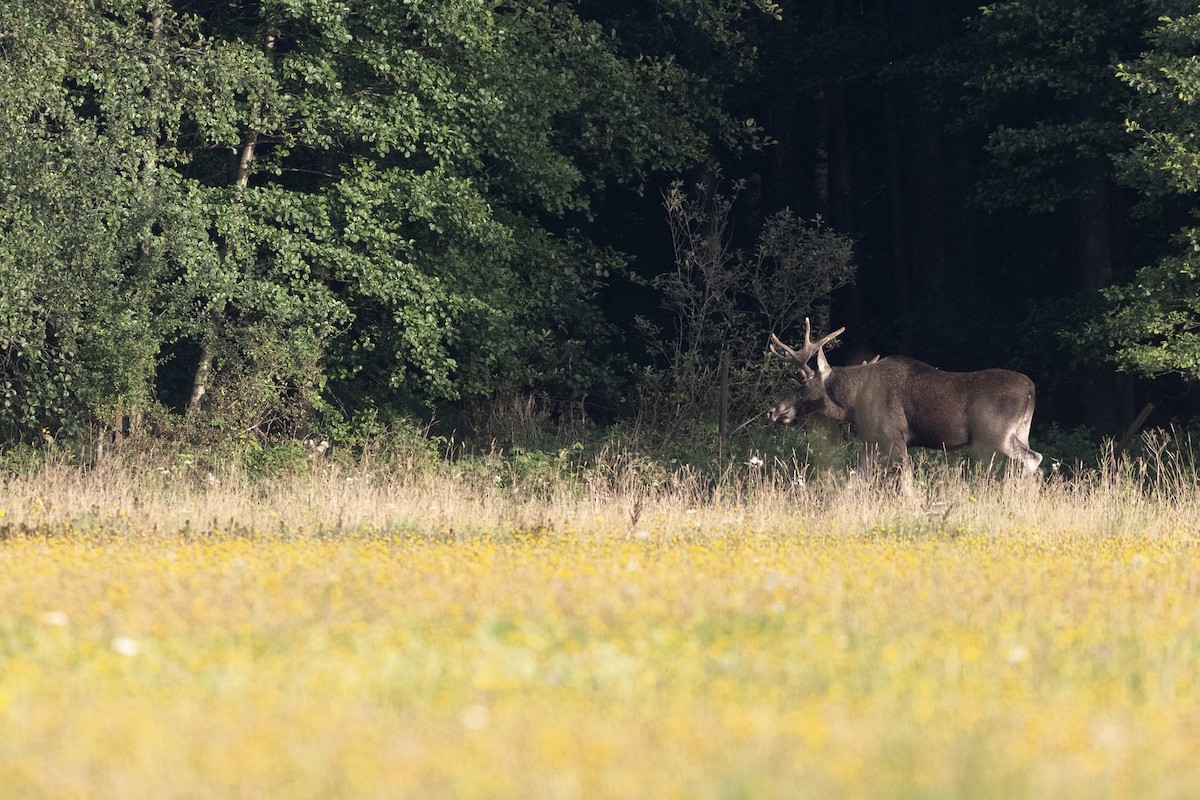 European Elk - ML645364563