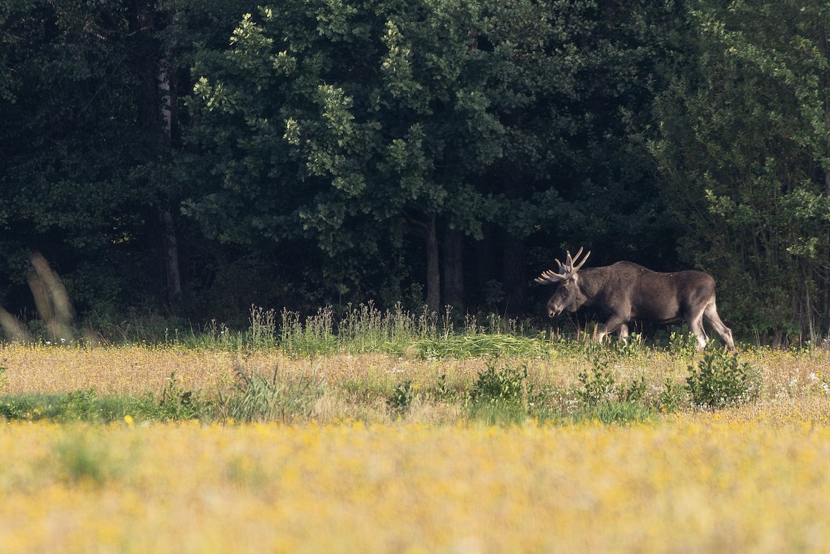 European Elk - ML645364564