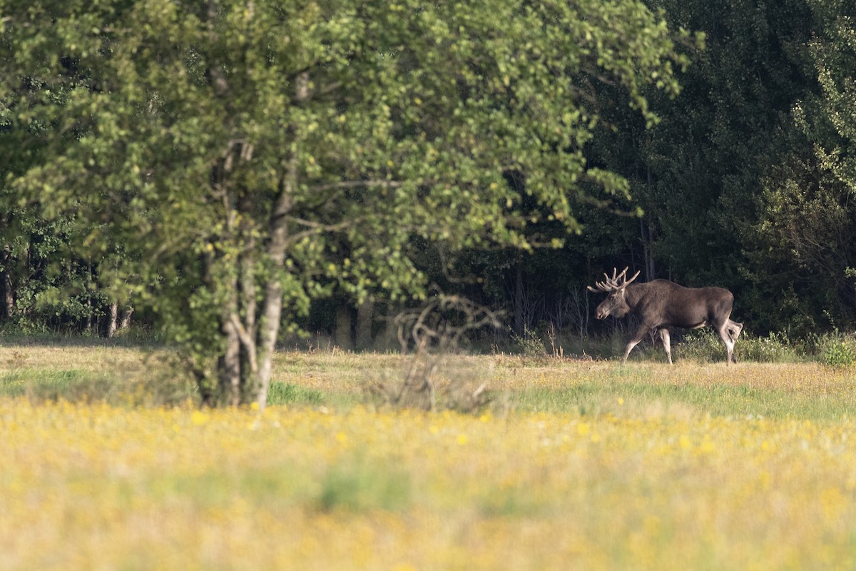 European Elk - ML645364565