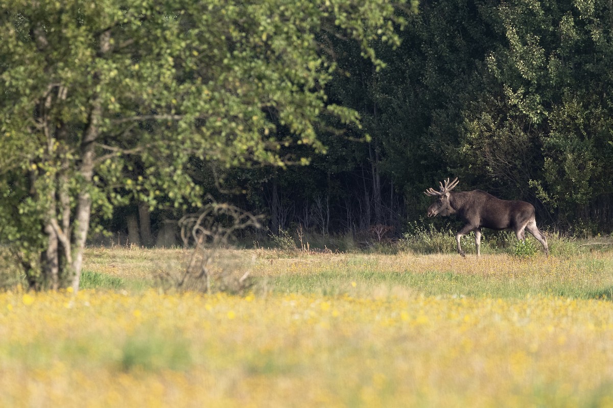 European Elk - ML645364566
