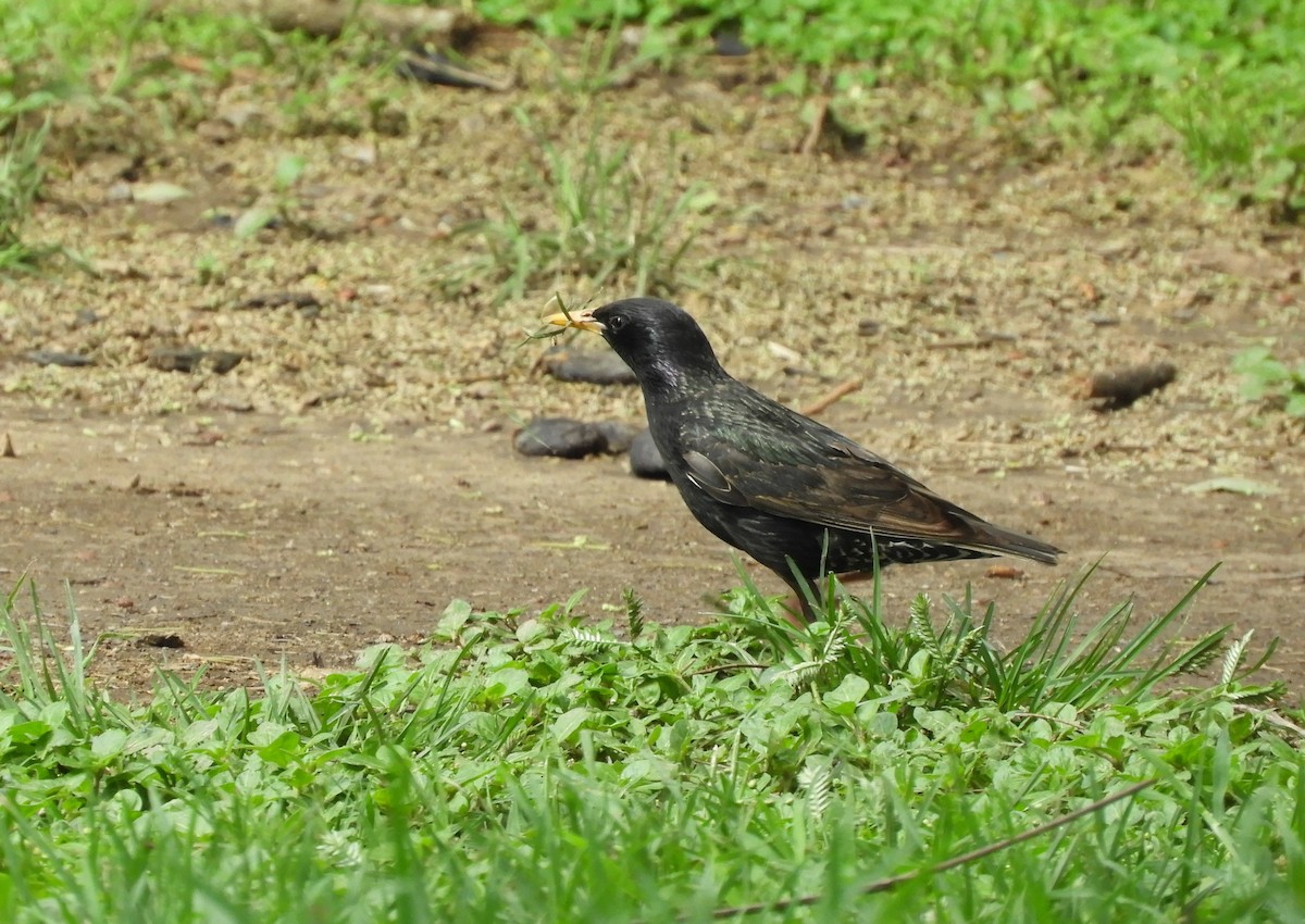 Шпак звичайний - ML645364582