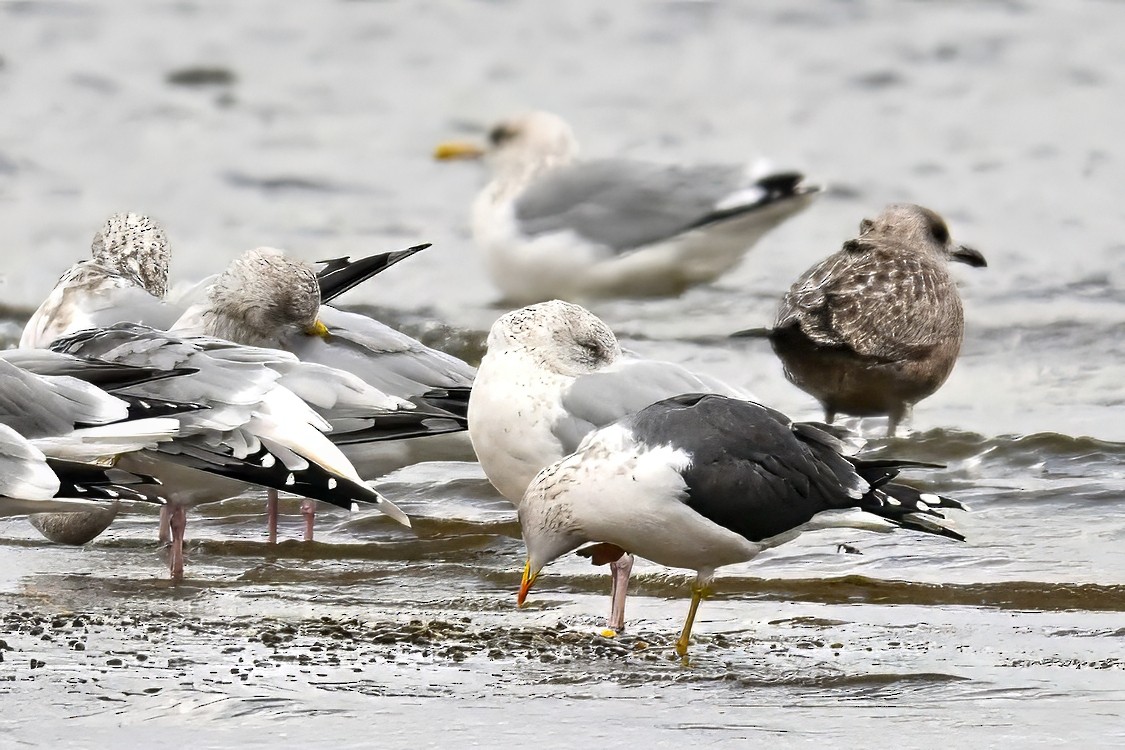 Lesser Black-backed Gull - ML645364583