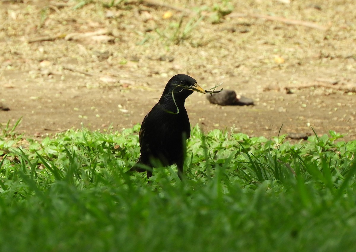 Шпак звичайний - ML645364584