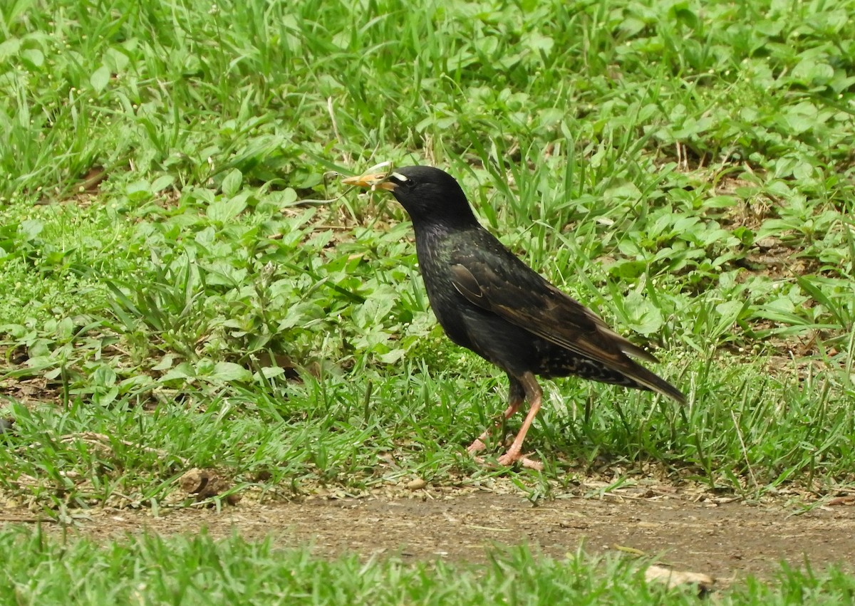 Шпак звичайний - ML645364585