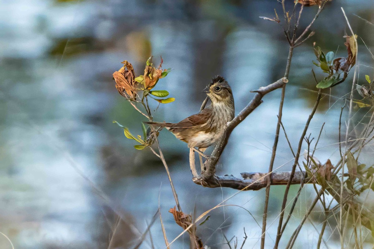 Swamp Sparrow - ML645364594