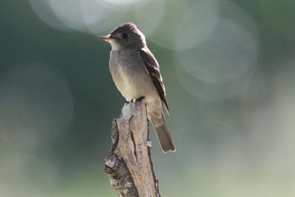 Western Wood-Pewee - ML645364597