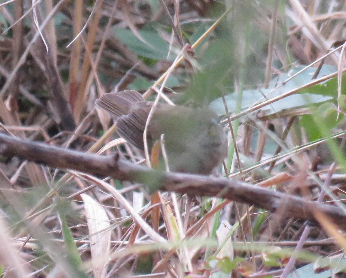 Dull-colored Grassquit - ML645364600