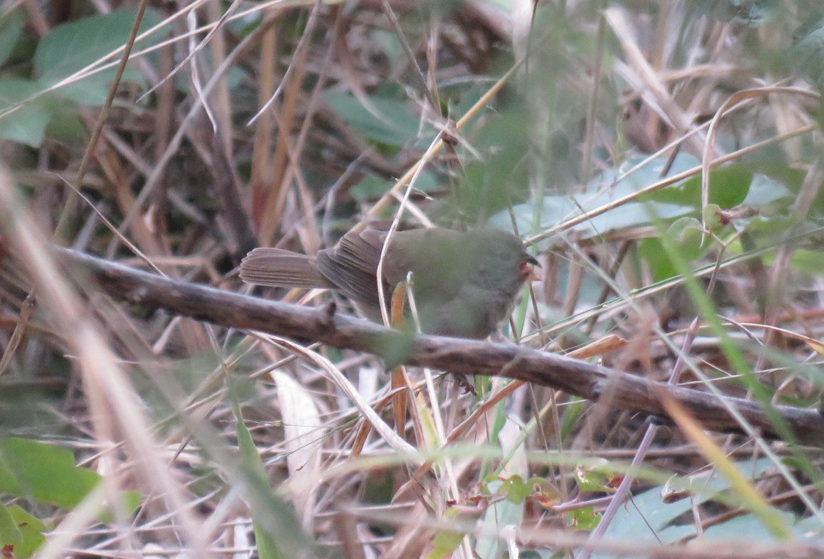 Dull-colored Grassquit - ML645364601