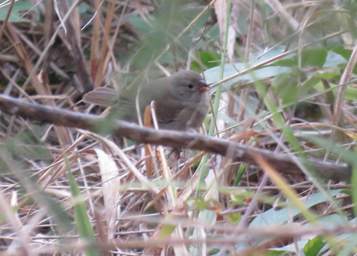 Dull-colored Grassquit - ML645364602