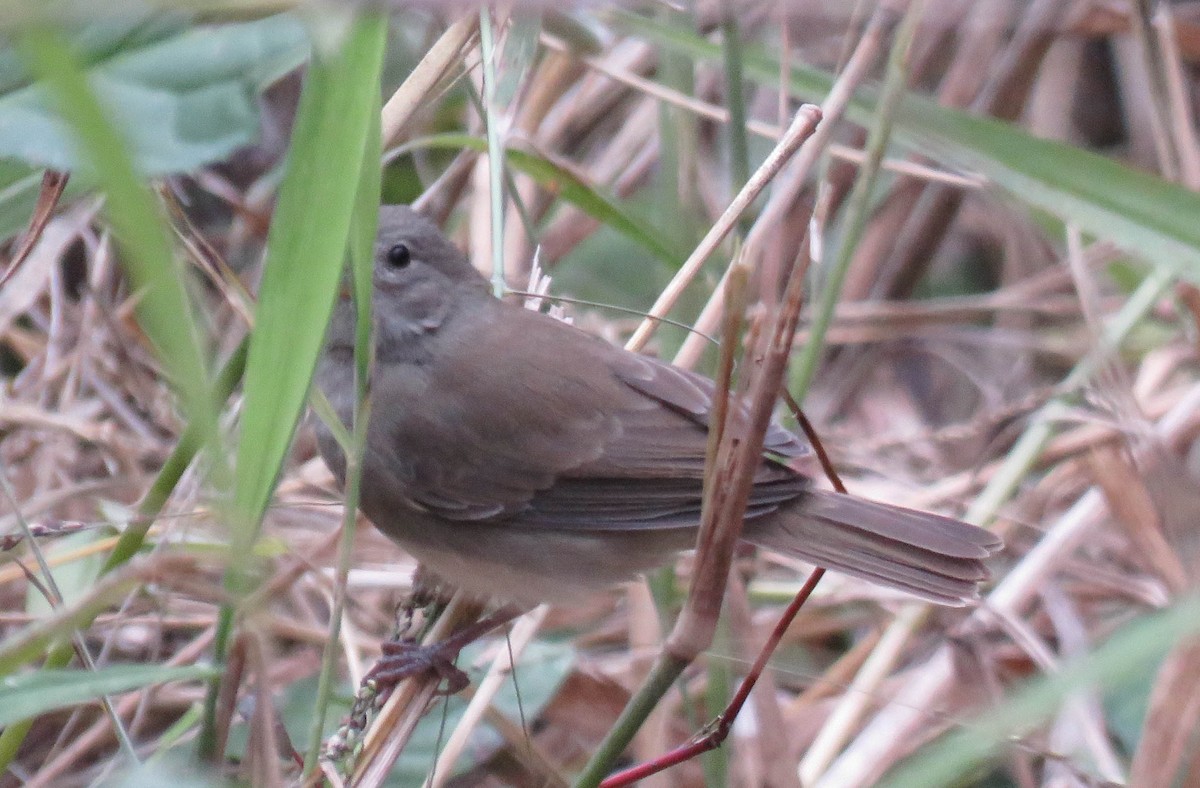 Dull-colored Grassquit - ML645364603