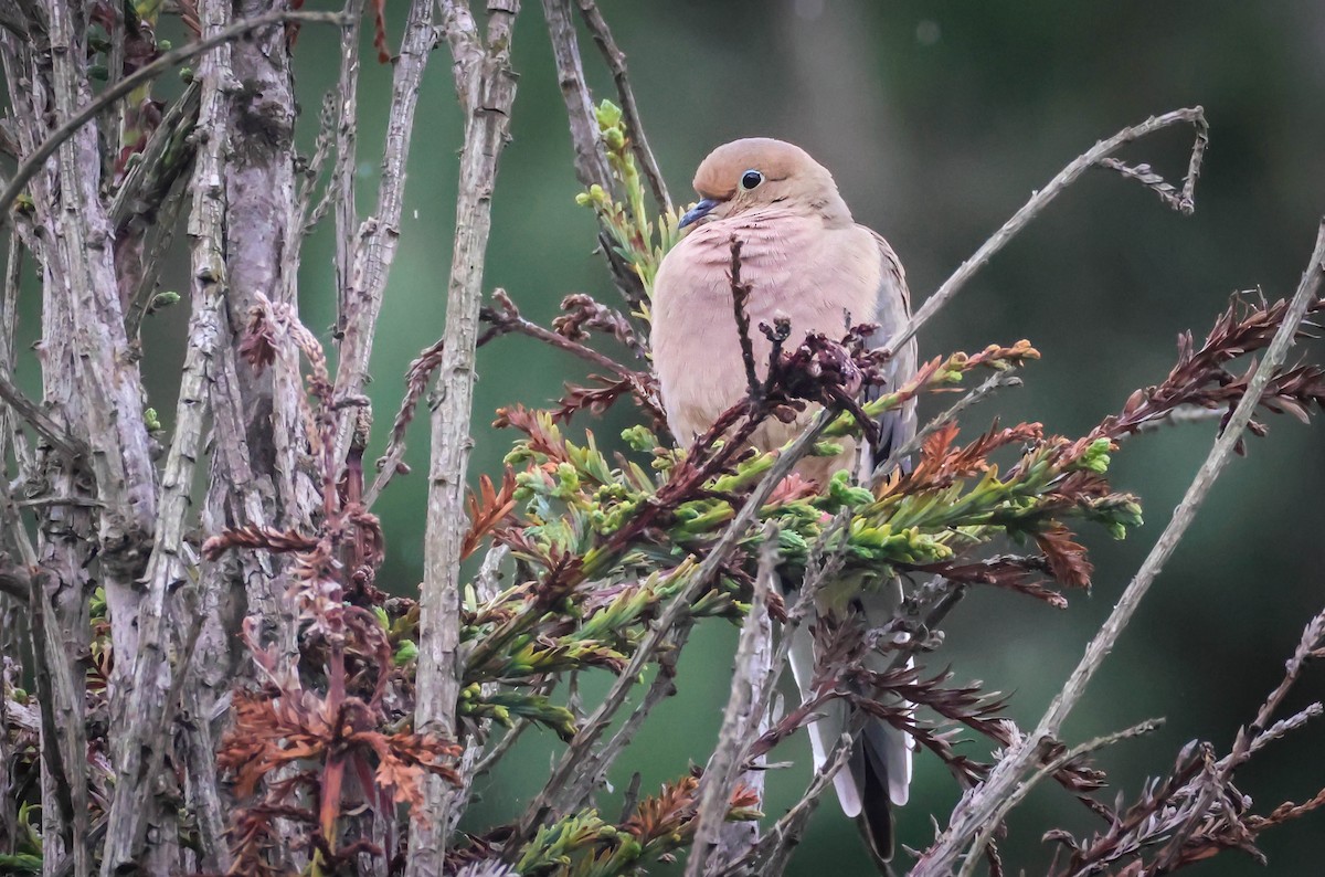 Mourning Dove - ML645364617