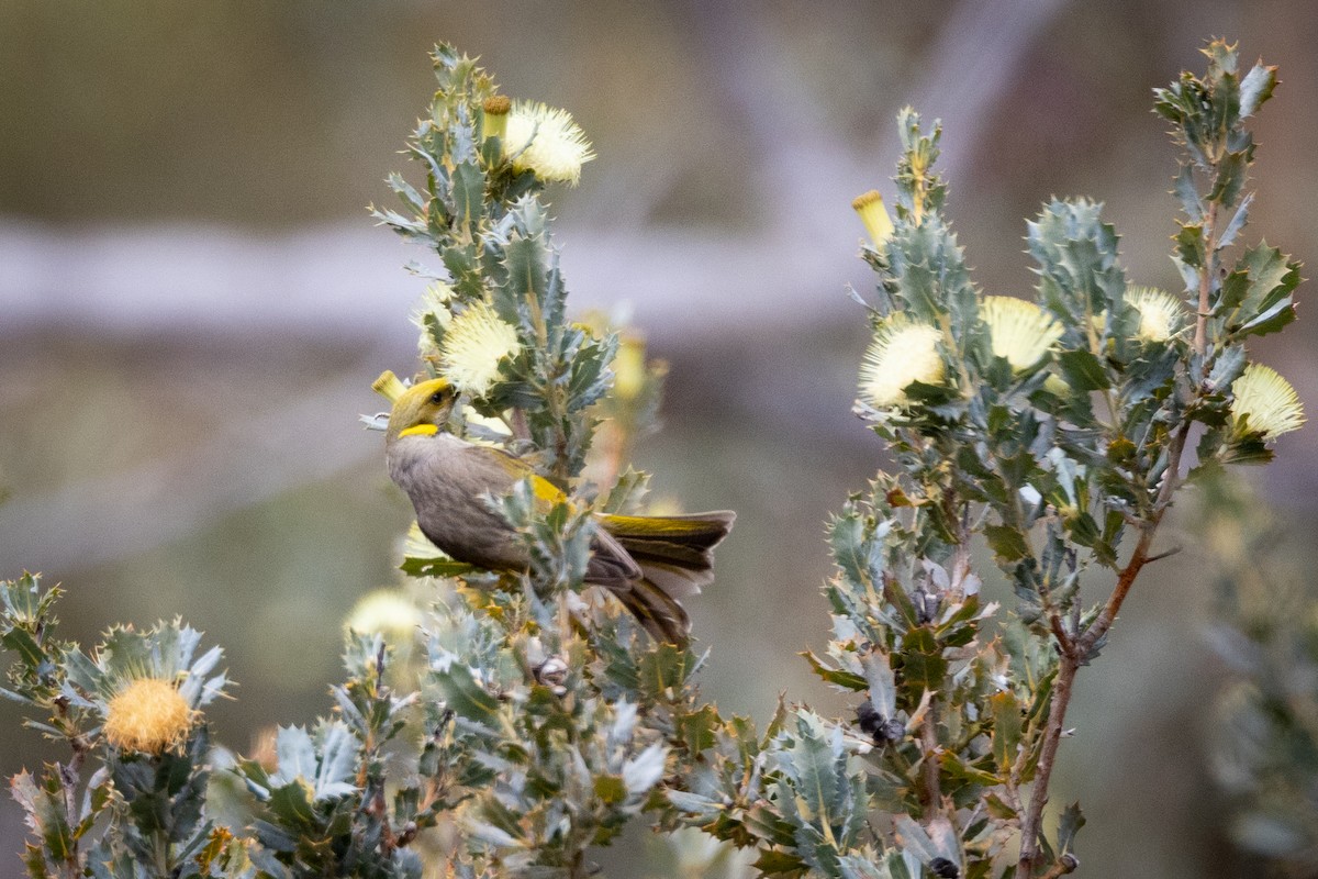 Méliphage orné - ML645364618