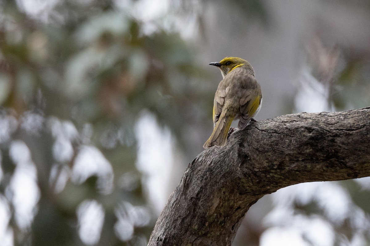 Méliphage orné - ML645364619