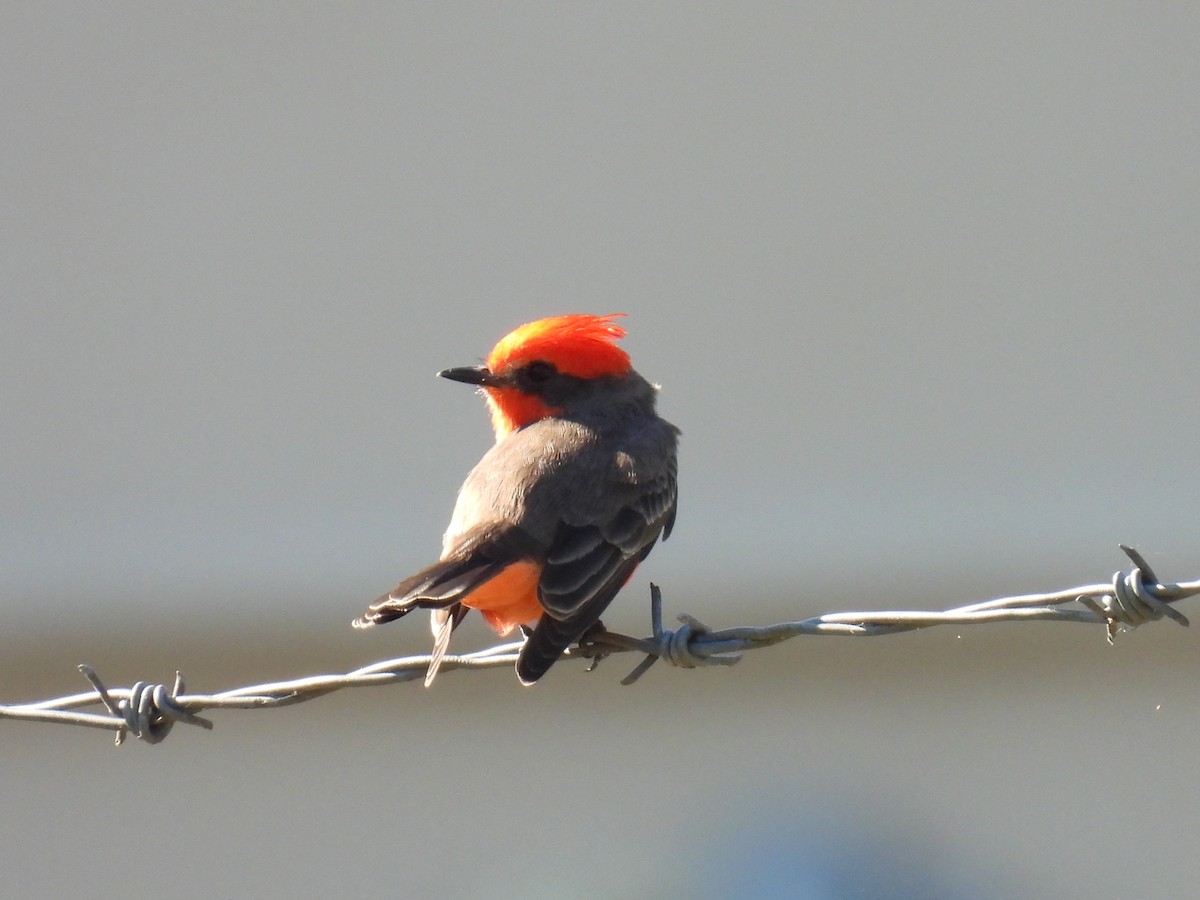 Vermilion Flycatcher - ML645364638
