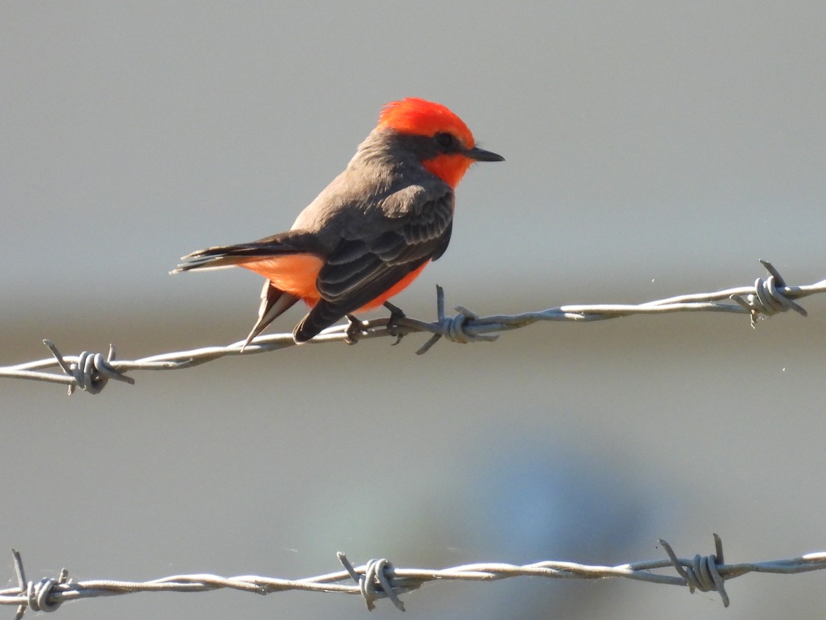 Vermilion Flycatcher - ML645364639