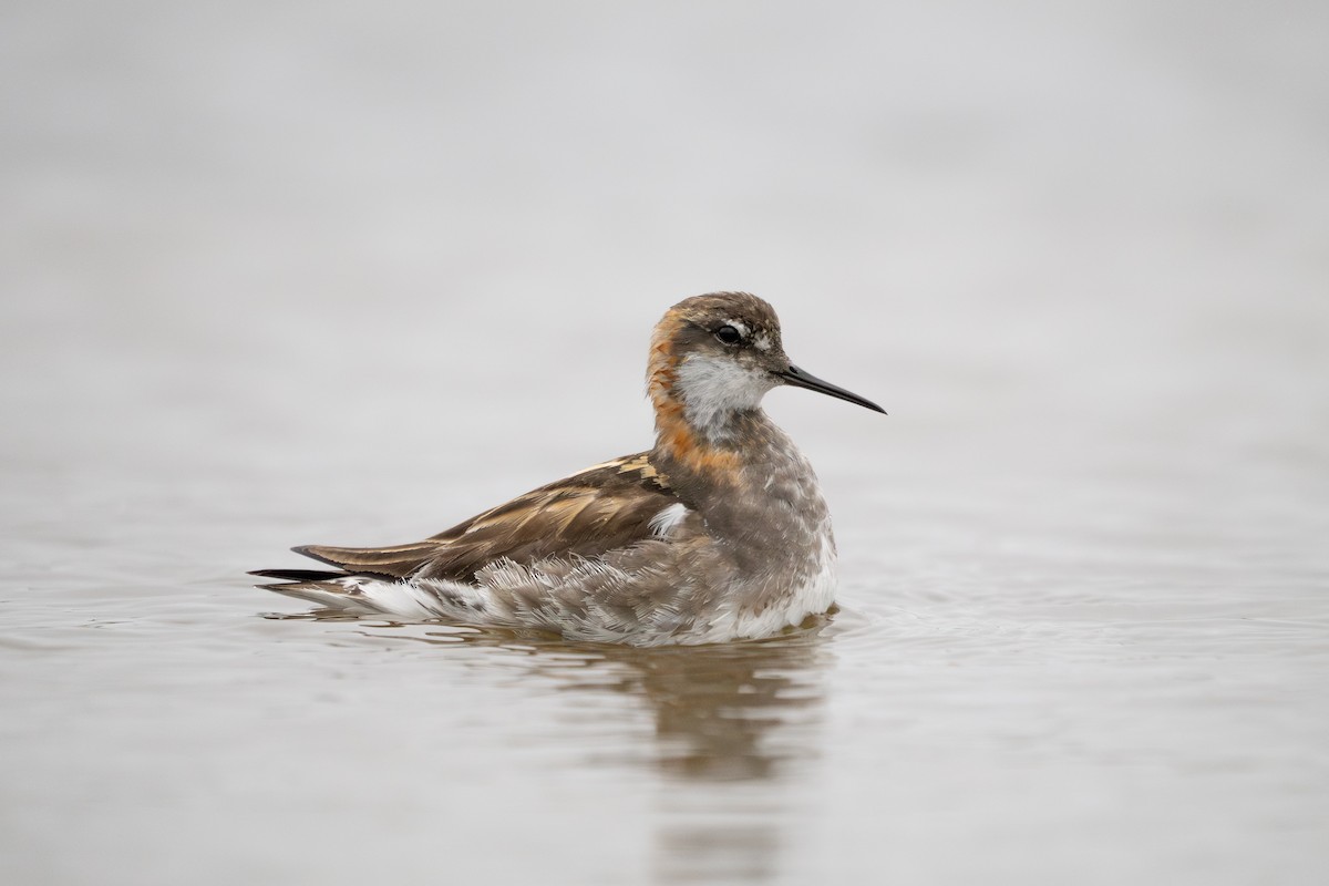 紅領瓣足鷸 - ML645364653