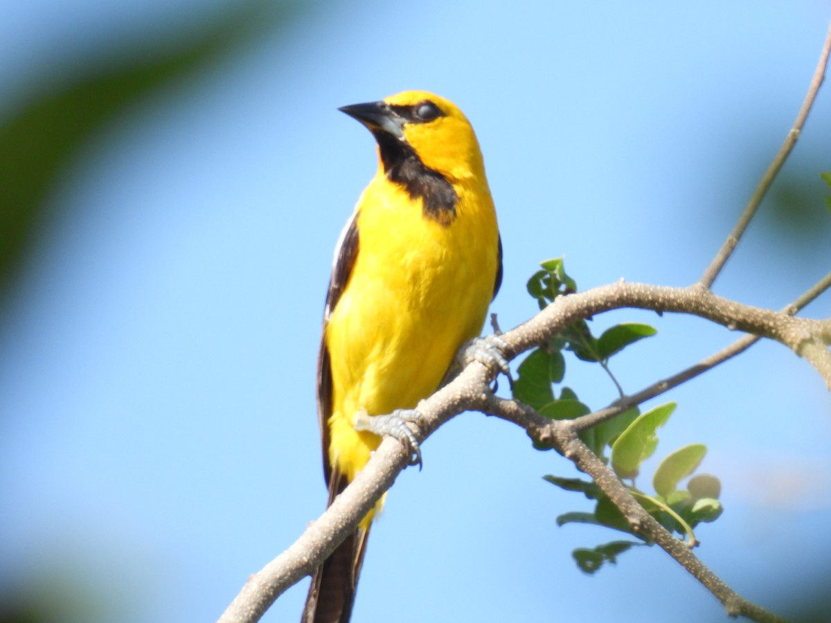 Трупіал цитриновий - ML645364663