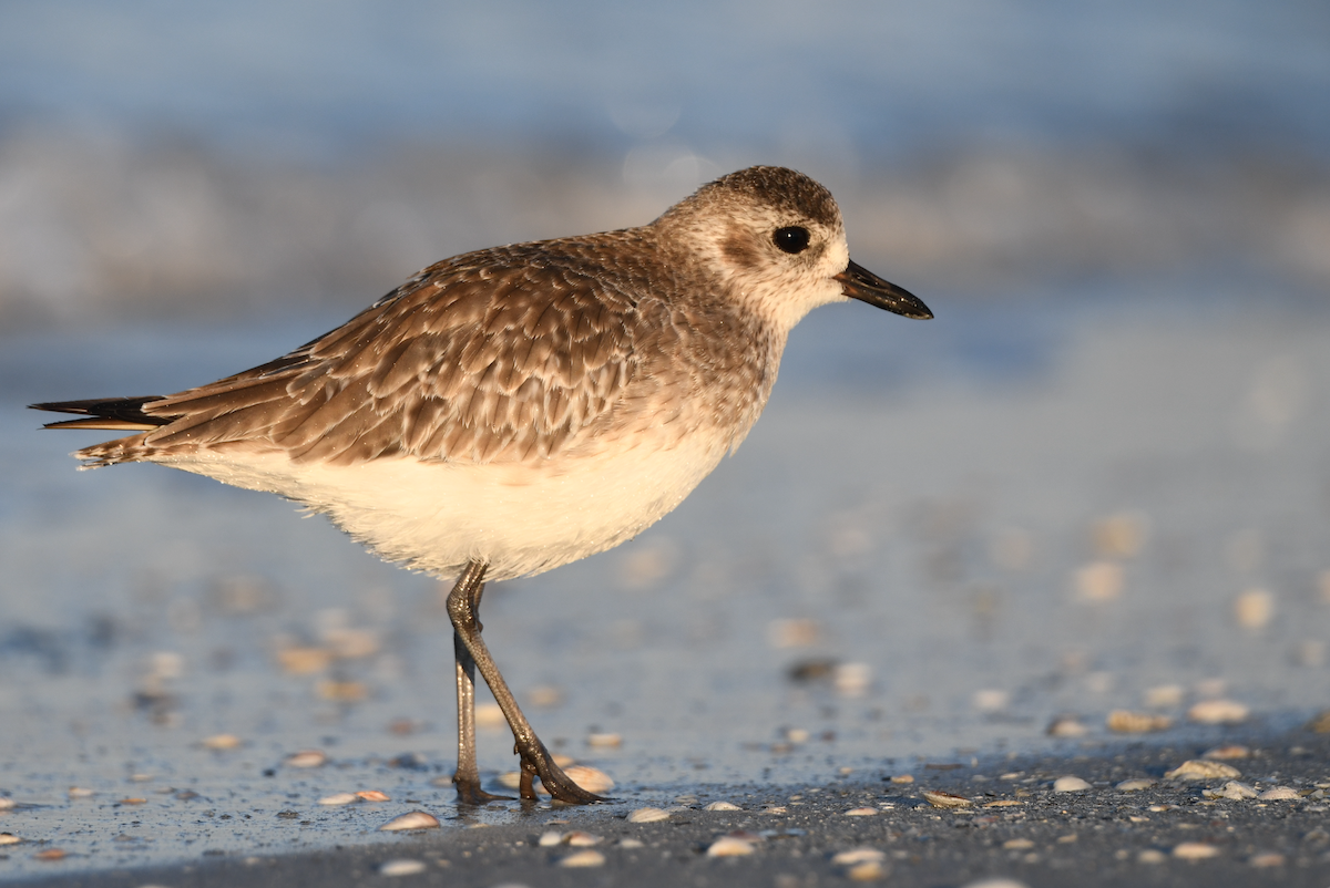 Black-bellied Plover - ML645364667