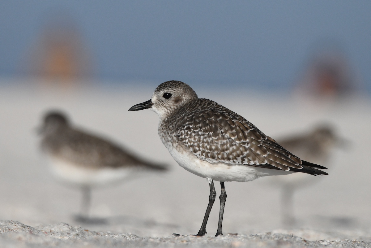 Black-bellied Plover - ML645364668