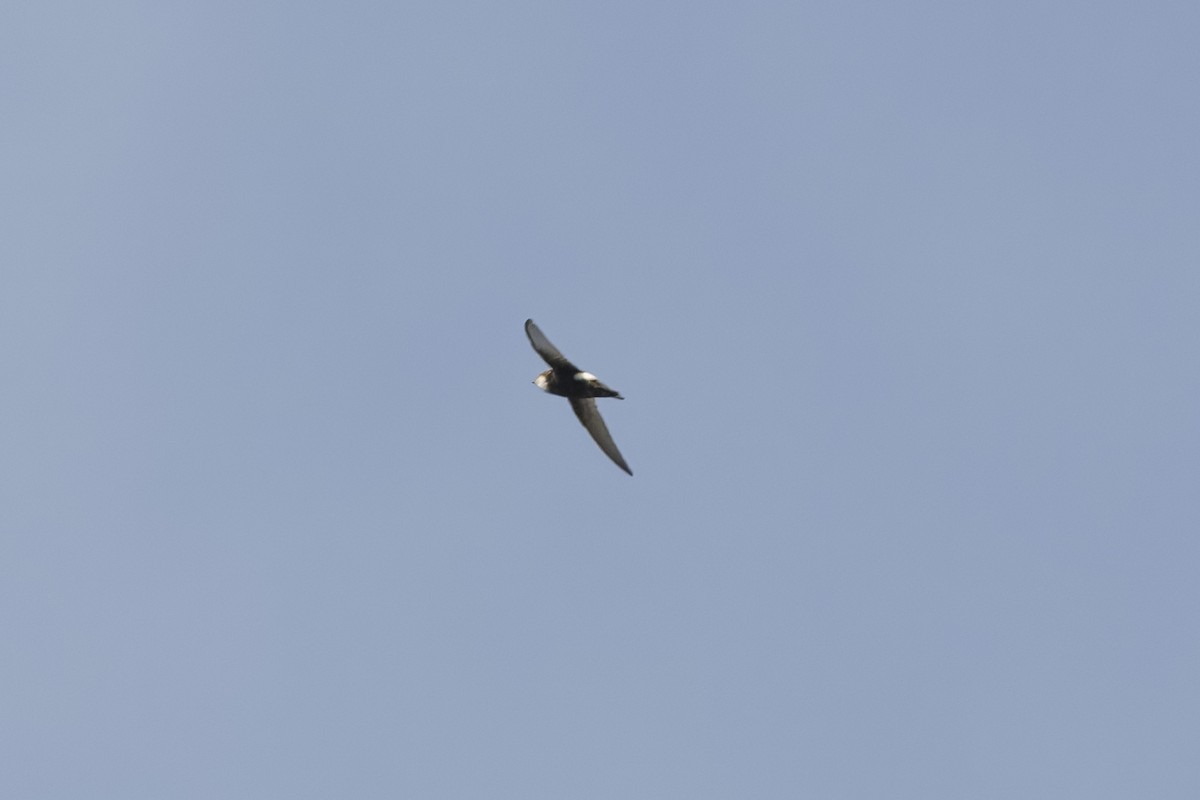 House Swift - ML645364671